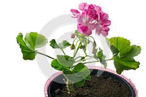 Closeup young plant of geranium in a pot Ã¢â¬â scion